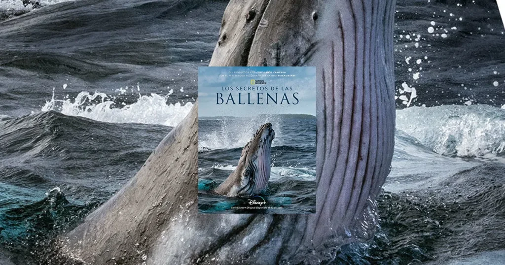 Si buscas una serie para asombrarte con la inmensidad del océano, “Secretos de las ballenas” es una recomendación obligatoria que puedes disfrutar actualmente en Disney+