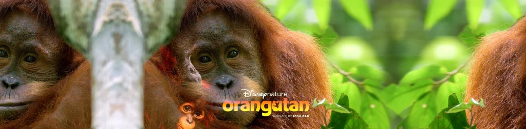 Regresa la saga Disneynature con “Orangután” la reciente entrega de Disney+ y National Geographic para celebrar el mes de la tierra en abril pasado.